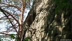 Haystack rock - Photo album