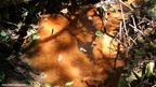 Buffogó swamp - Photo album