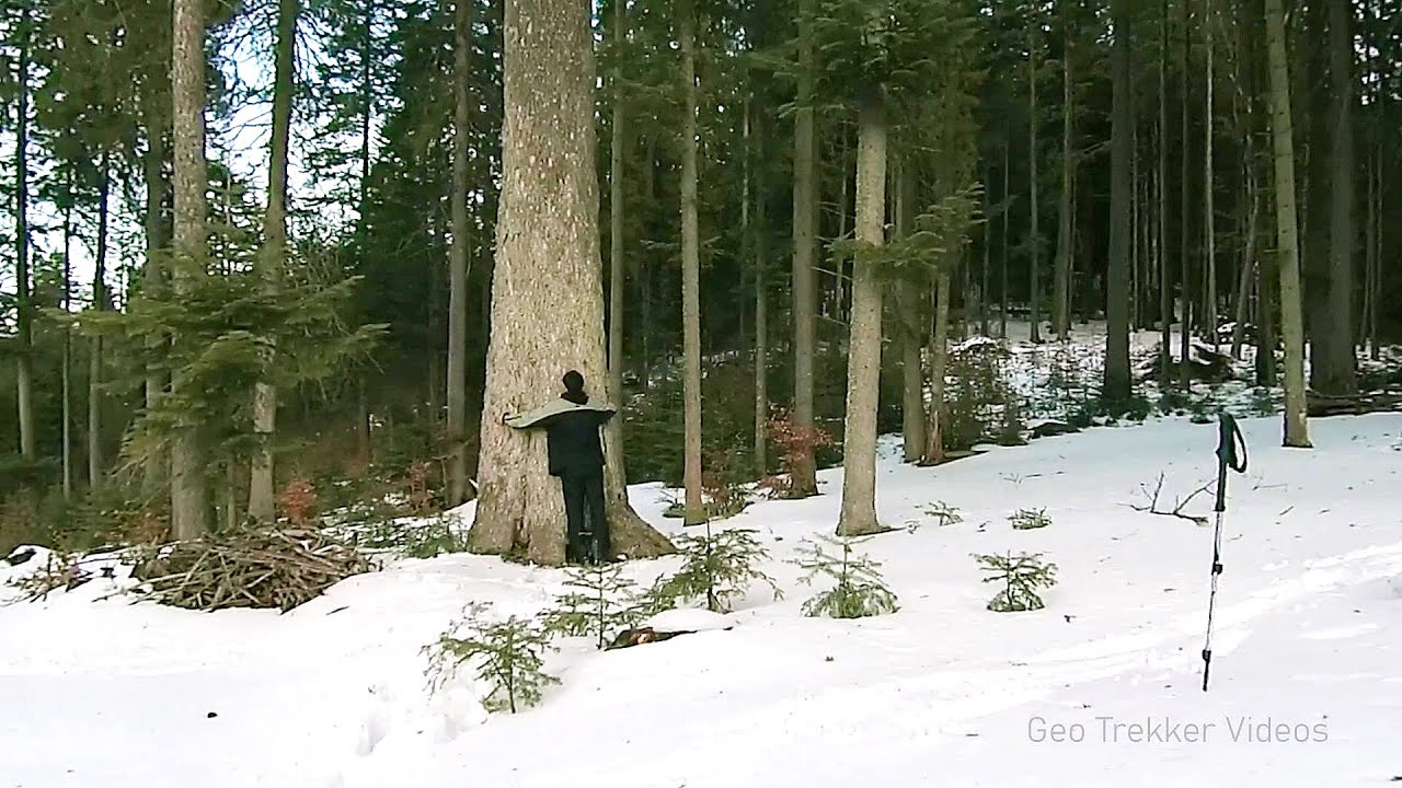 Giant fir trees - Ghimes