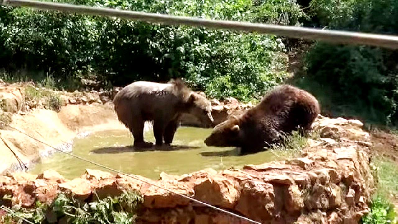 Bear Sanctuary - Kuterevo