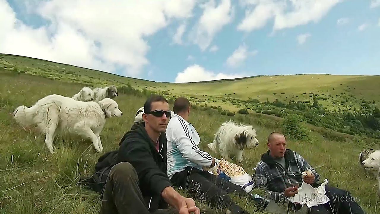 Sheepdogs - Govora sheepfold - Retezat mountains