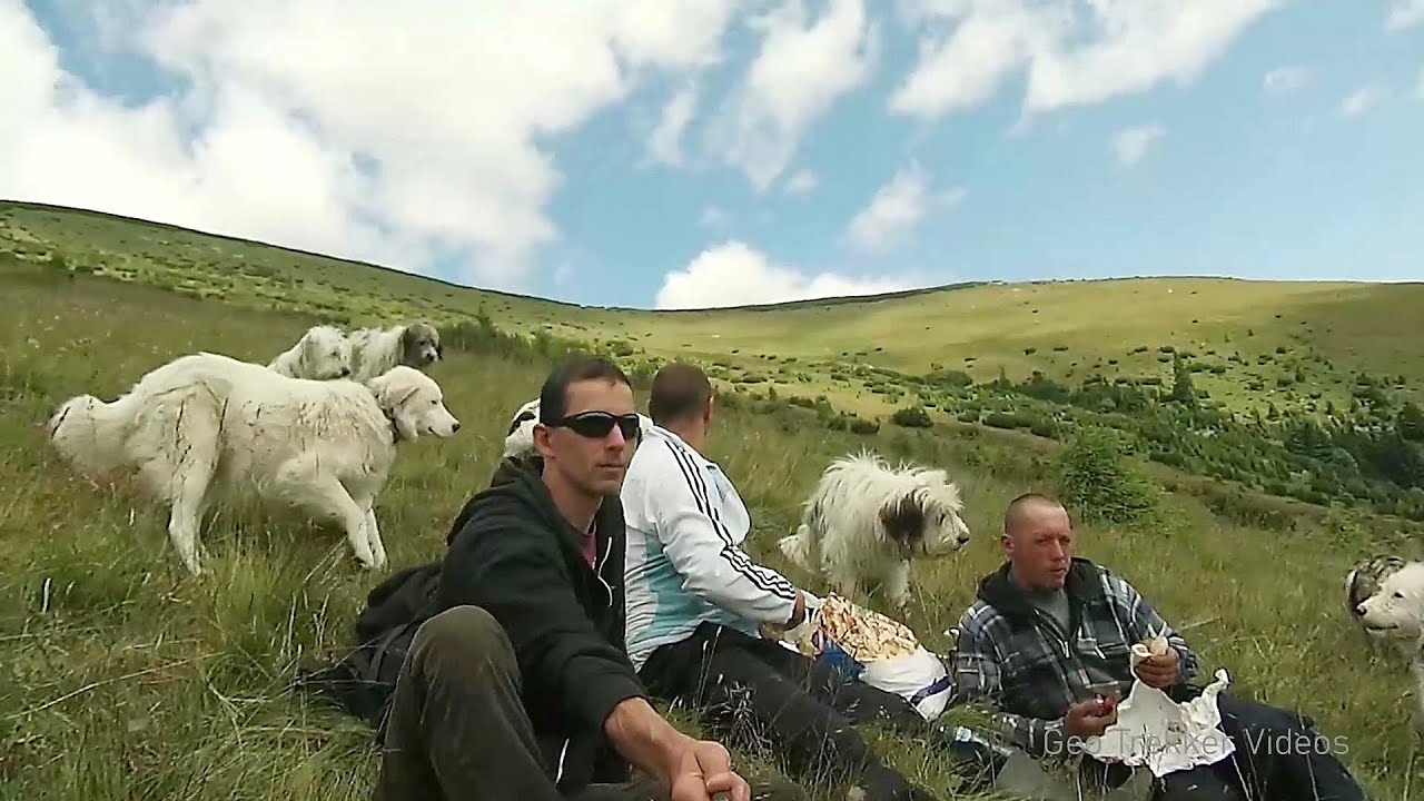 Video: Intalnire cu cainii stanei Govora - Muntii Retezat