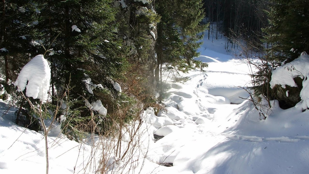 With snowshoes in the Tihu creek valley - Rastolita